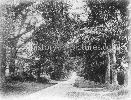 Grace's Walk, Danbury, Essex. c.1904